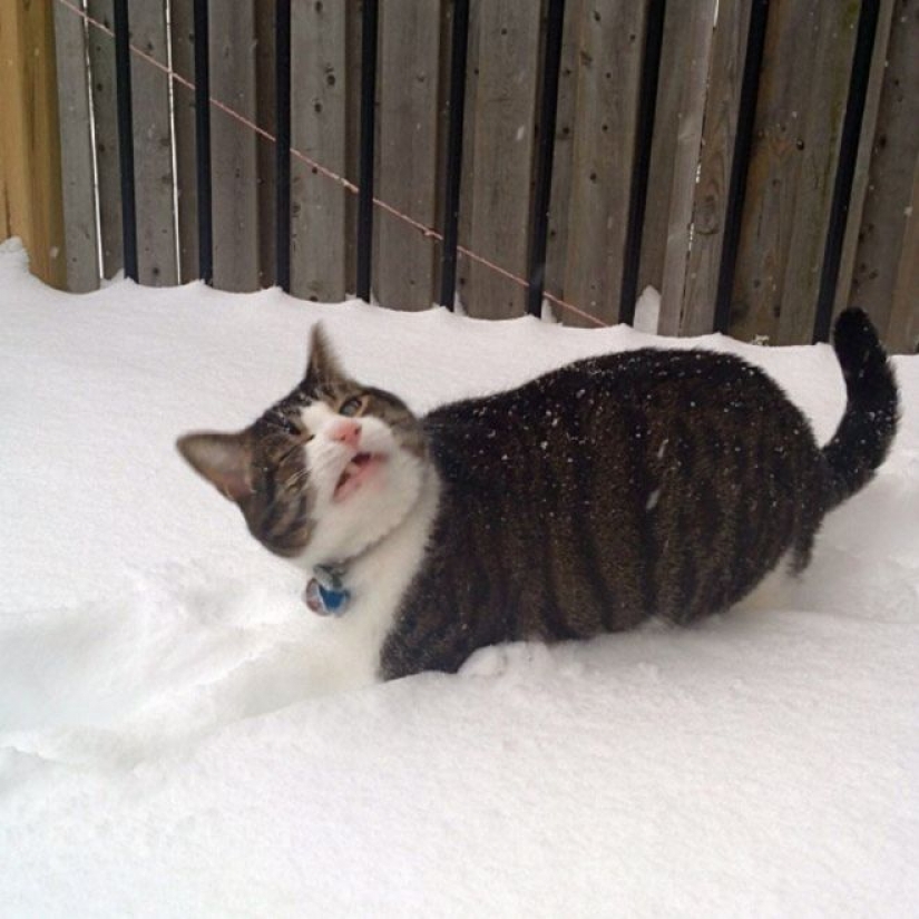 Reaction of the cats on the first snow: 25 photos that will cheer you up