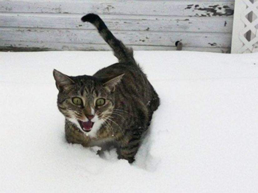 Reaction of the cats on the first snow: 25 photos that will cheer you up