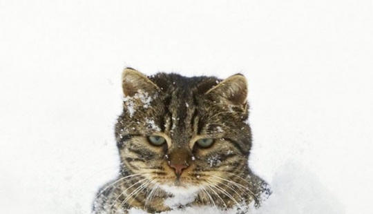 Reaction of the cats on the first snow: 25 photos that will cheer you up