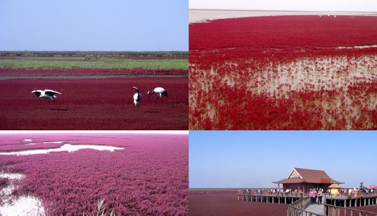 Red Beach in China