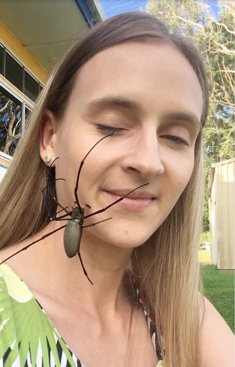 Relax is not for the faint of heart: Australian relieves stress, allowing the spiders to crawl on the face