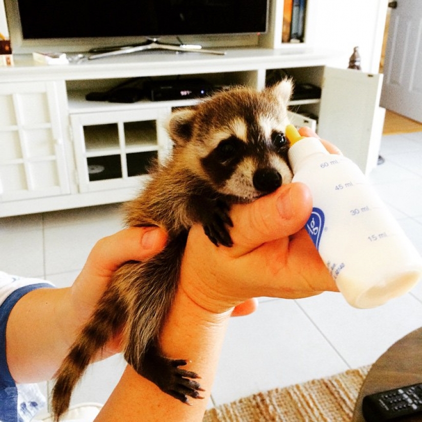 Rescued Raccoon Thinks he's a Dog