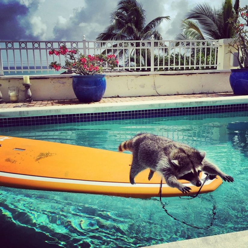 Rescued Raccoon Thinks he's a Dog