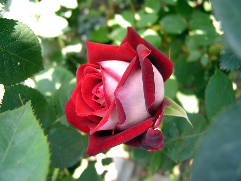 Rosa increíblemente hermosa de la variedad Osiria