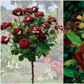 Rosa increíblemente hermosa de la variedad Osiria