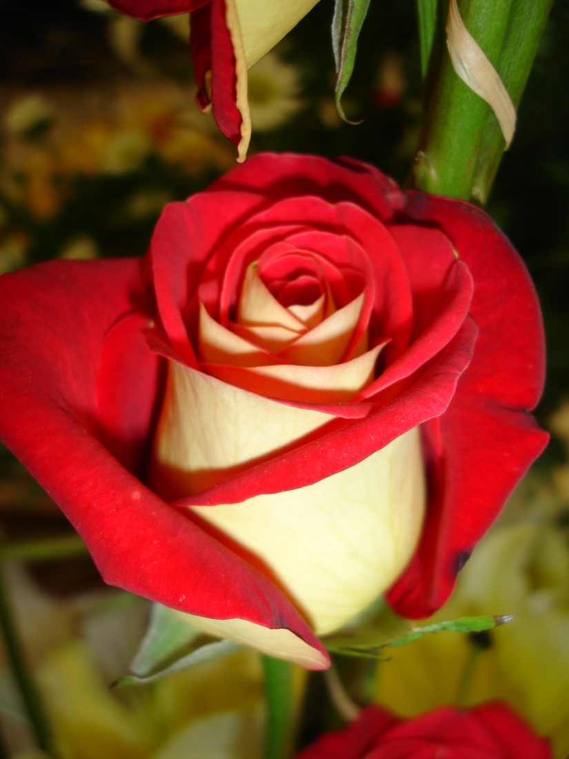 Rosa increíblemente hermosa de la variedad Osiria