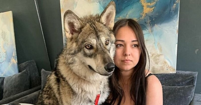 Russian woman saved a little wolf cub and got a loyal friend