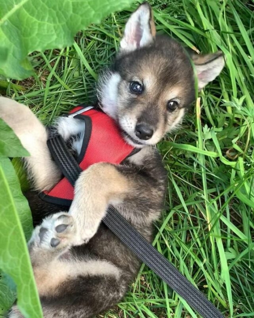 Russian woman saved a little wolf cub and got a loyal friend