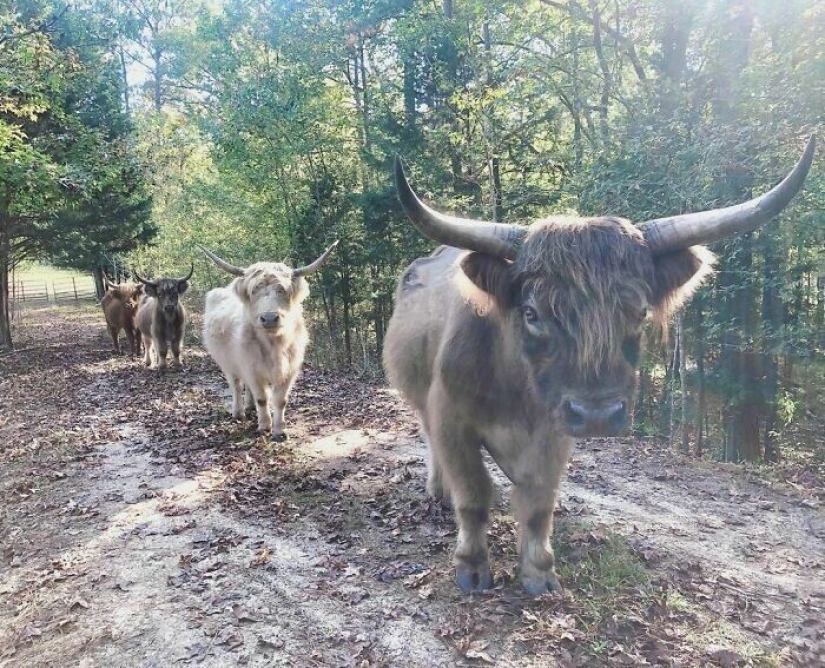 Saves cows, llamas and snakes: American had arranged a shelter for 200 animals