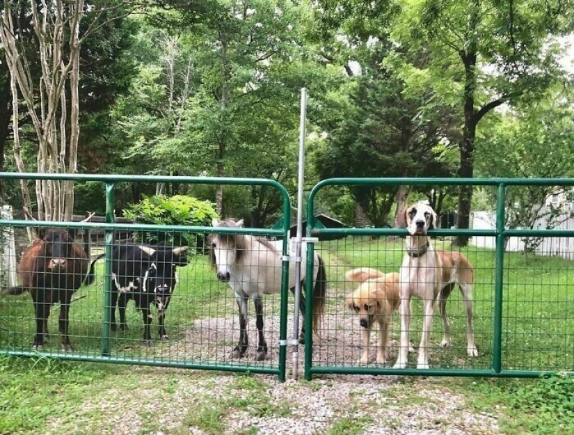 Saves cows, llamas and snakes: American had arranged a shelter for 200 animals