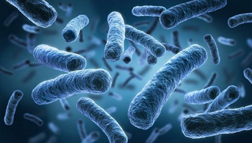 Scientists claim that bacteria from our intestines and help us to think