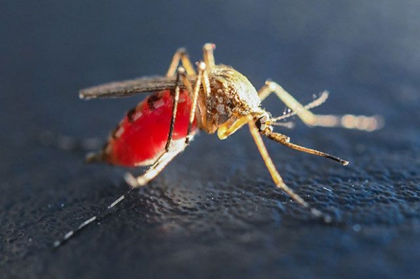Scientists told which blood type is "the most delicious" for mosquitoes