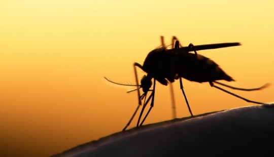 Scientists told which blood type is "the most delicious" for mosquitoes