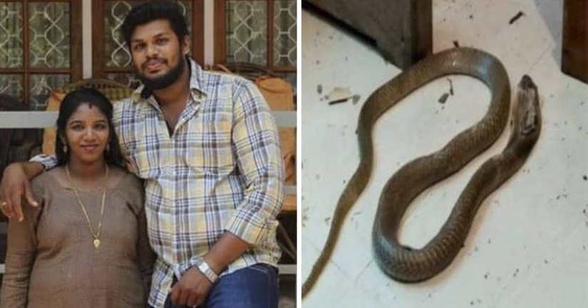Segundo intento: Un hindú mató a su esposa con una serpiente venenosa