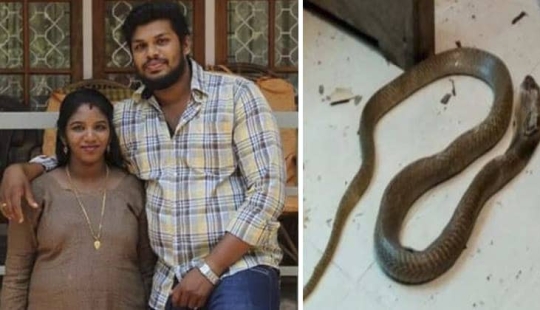 Segundo intento: Un hindú mató a su esposa con una serpiente venenosa