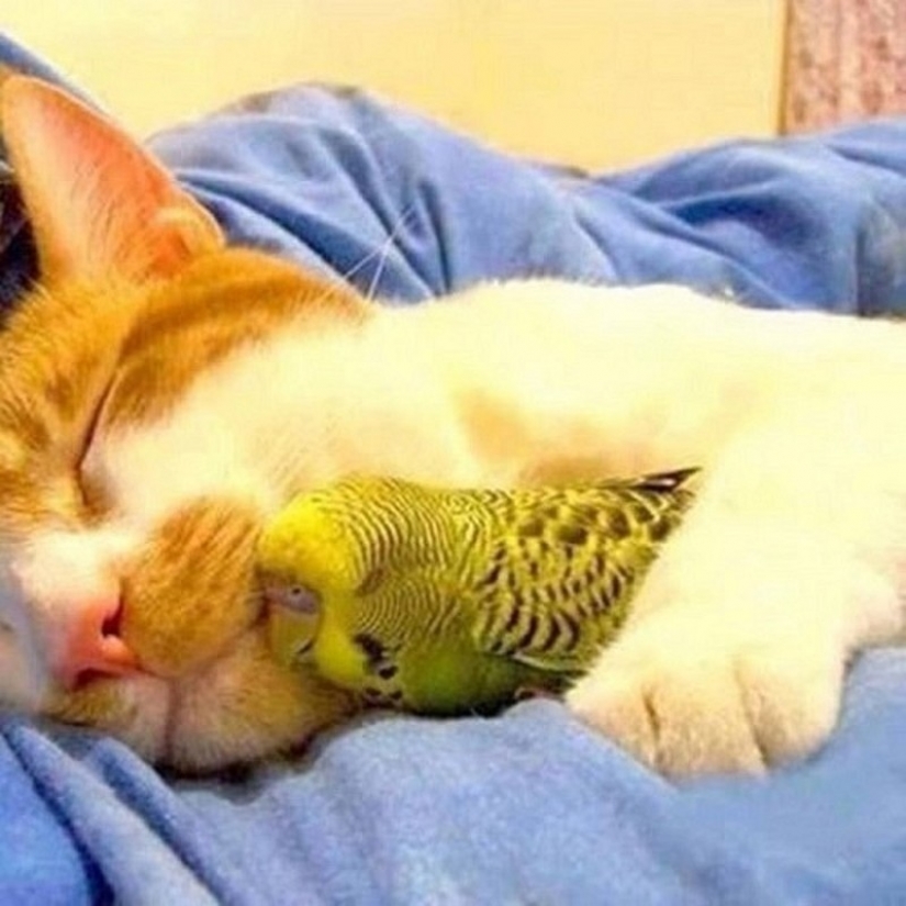 Sleeping animals, the sight of which will melt your heart