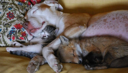 Sleeping animals, the sight of which will melt your heart