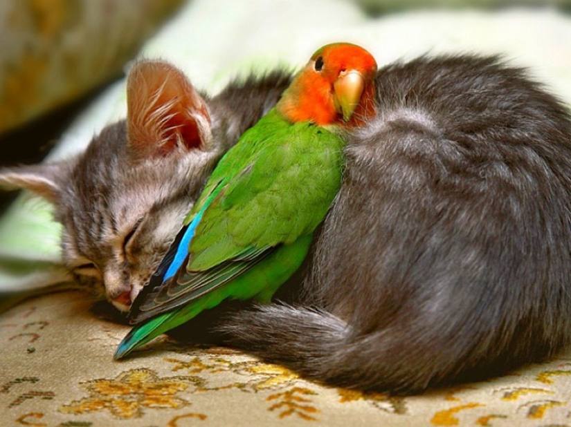 Sleeping animals, the sight of which will melt your heart