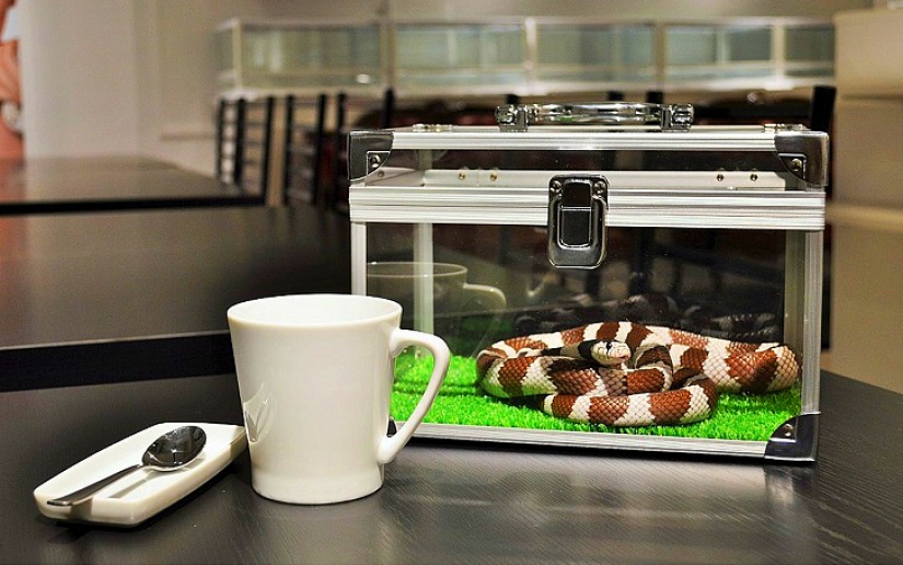 Snake café en Japón - es espeluznante? ¡Todavía qué!