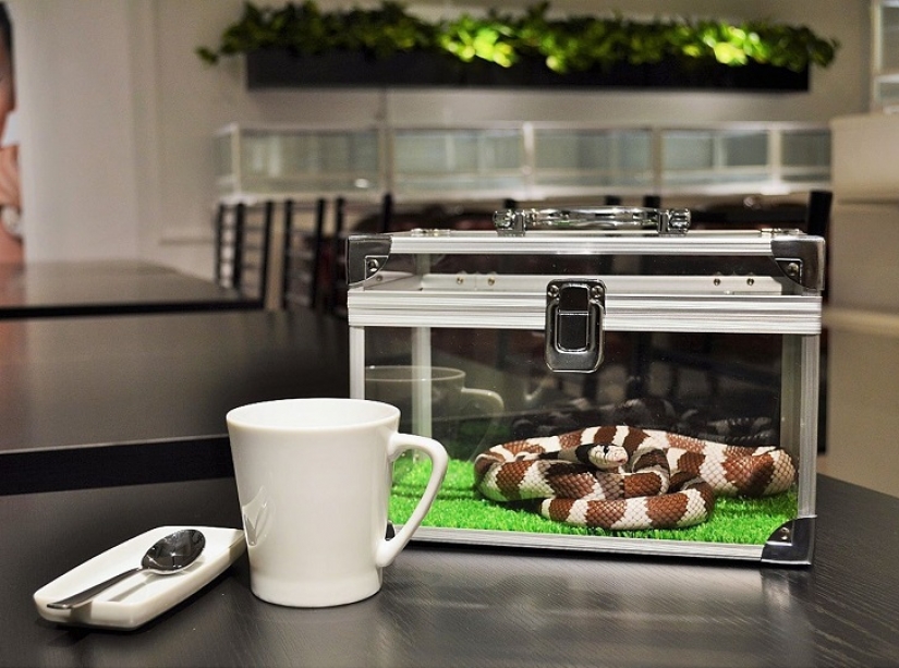Snake café en Japón - es espeluznante? ¡Todavía qué!