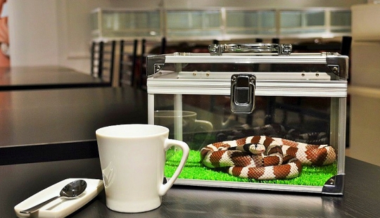 Snake café en Japón - es espeluznante? ¡Todavía qué!