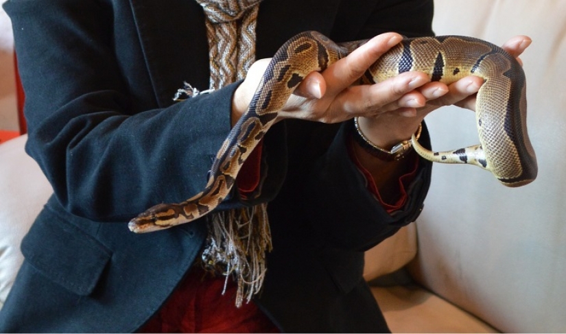 Snake cafe in Japan-is it creepy? Still what!