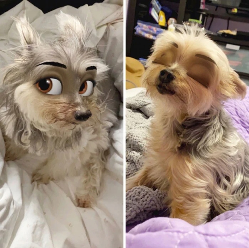 Snapchat ha Añadido un Nuevo Filtro De Cara De Dibujos Animados Que Hace Que Los Perros Se Vean Como Personajes De Disney