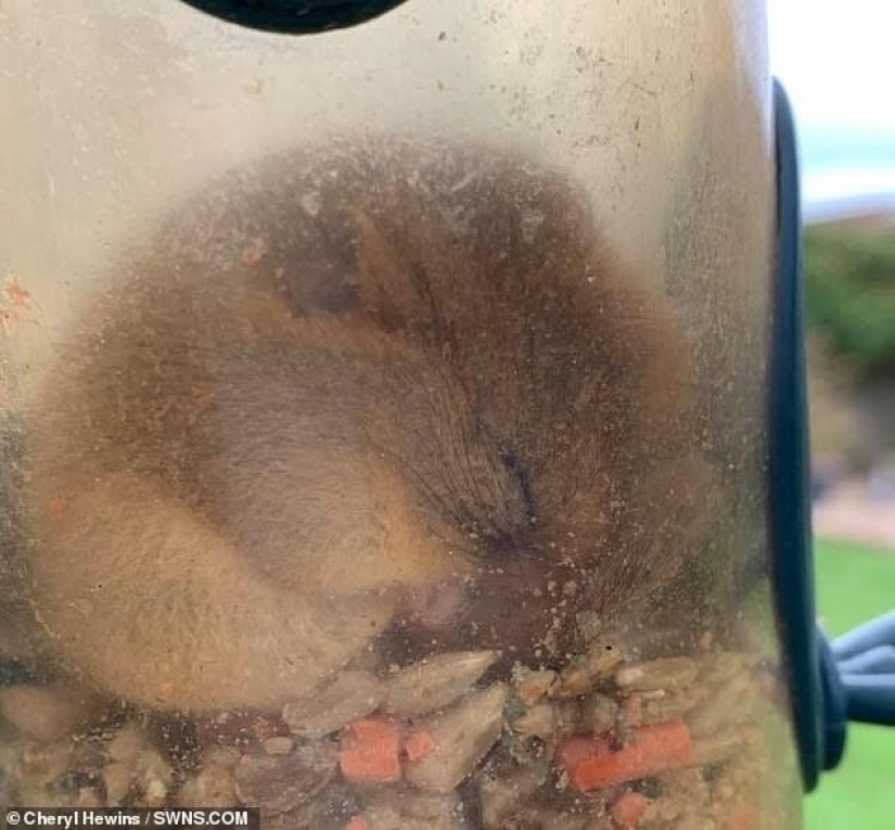 Someone eats too much: a rodent got into a bird feeder and got stuck