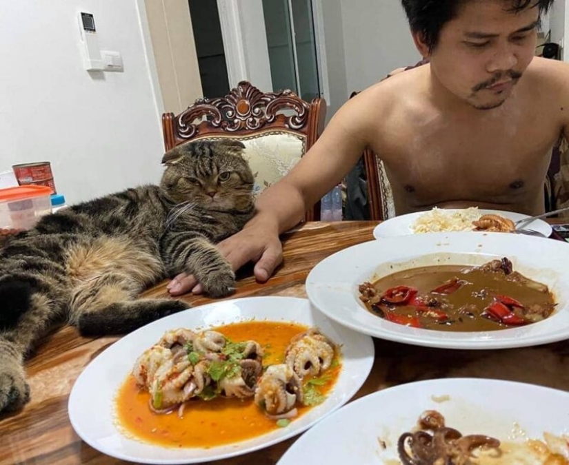 Sorprendentemente encantador gato "robó" de la esposa de su marido y ella lo mostró en la foto