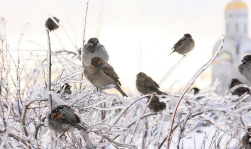 Sparrow in Moscow is a rare bird. Why is this happening?