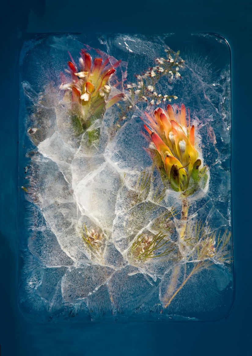 Still lifes of frozen flowers
