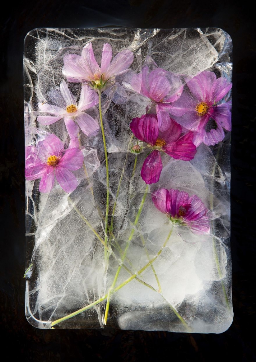 Still lifes of frozen flowers