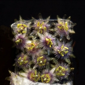 Still lifes of frozen flowers