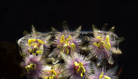 Still lifes of frozen flowers