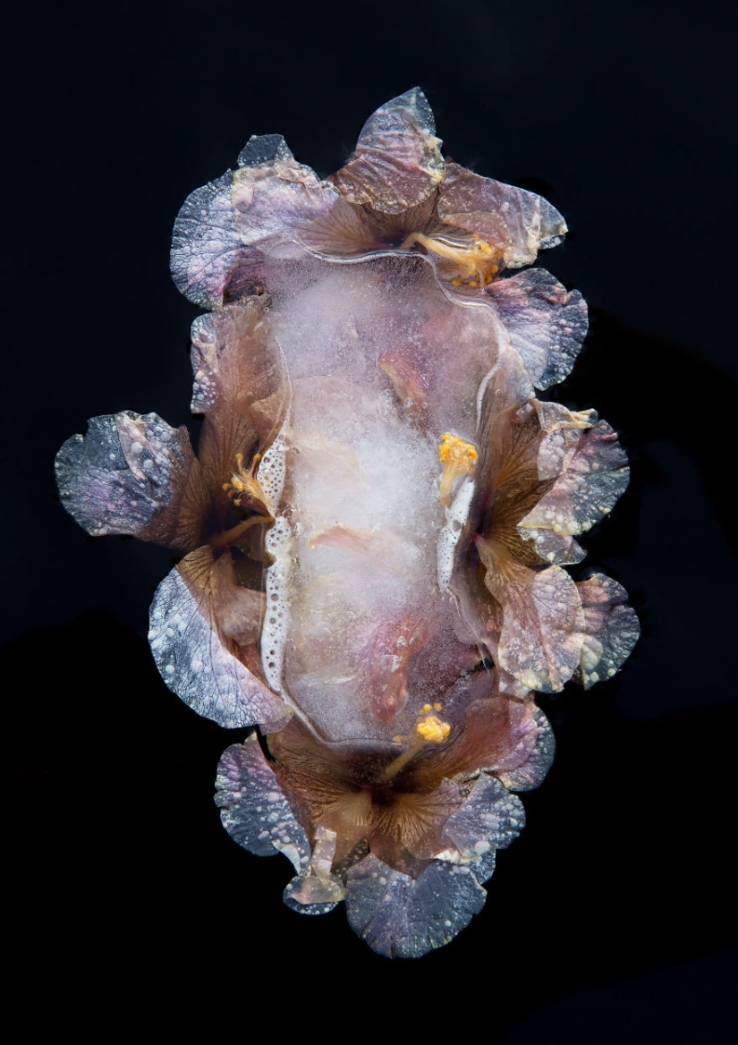 Still lifes of frozen flowers