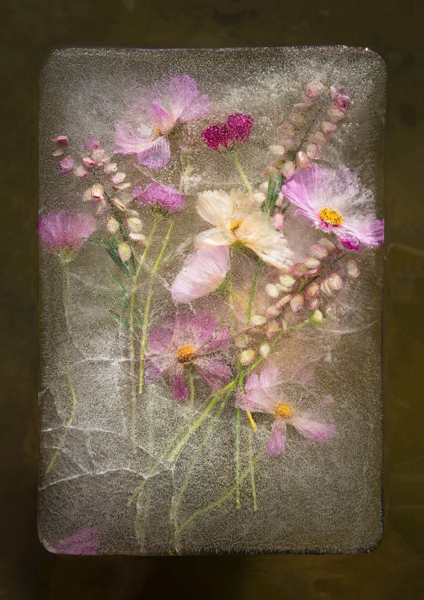 Still lifes of frozen flowers