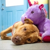 Stray dog 5 times was stealing from the store soft toy, which is then received as a gift