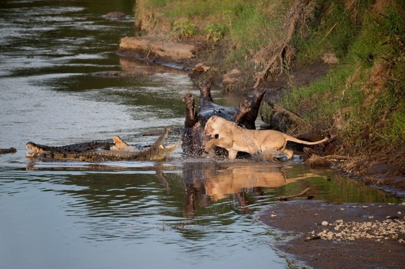 Stunning footage of the confrontation lions and crocodiles
