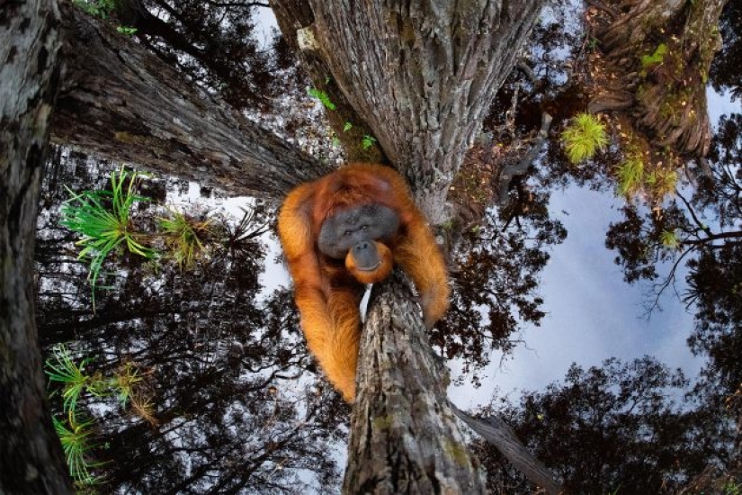 Stunning photo of an orangutan, a crocodile fishing, and an enchanting island: incredible photography winners in the nature photography competition