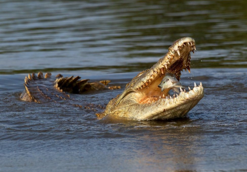 Stunning photo of an orangutan, a crocodile fishing, and an enchanting island: incredible photography winners in the nature photography competition