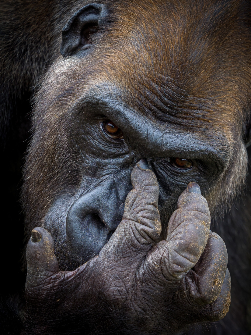 Stunning photo of an orangutan, a crocodile fishing, and an enchanting island: incredible photography winners in the nature photography competition