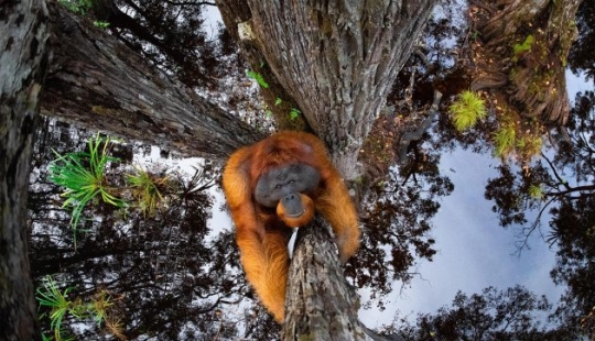 Stunning photo of an orangutan, a crocodile fishing, and an enchanting island: incredible photography winners in the nature photography competition Stunning photo of an orangutan, a crocodile fishing, and an enchanting island: incredible photography winners in the nature photography competition