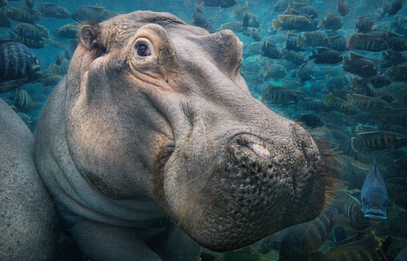 Stunning photos of critically endangered animals