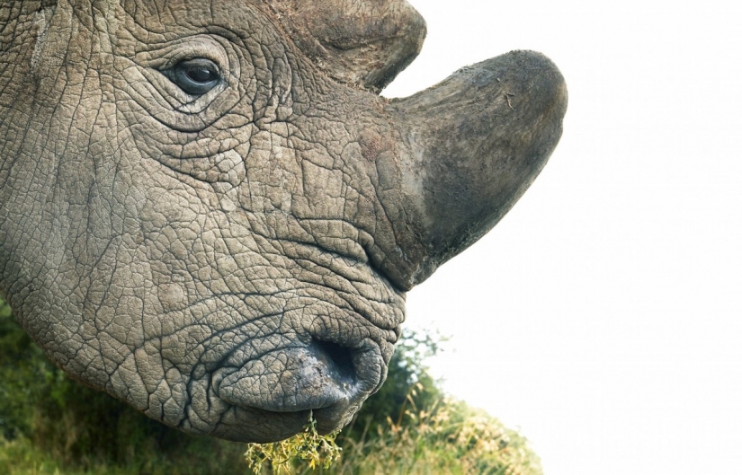 Stunning photos of critically endangered animals