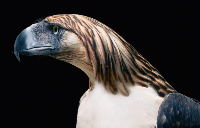 Stunning photos of critically endangered animals