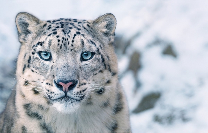 Stunning photos of critically endangered animals