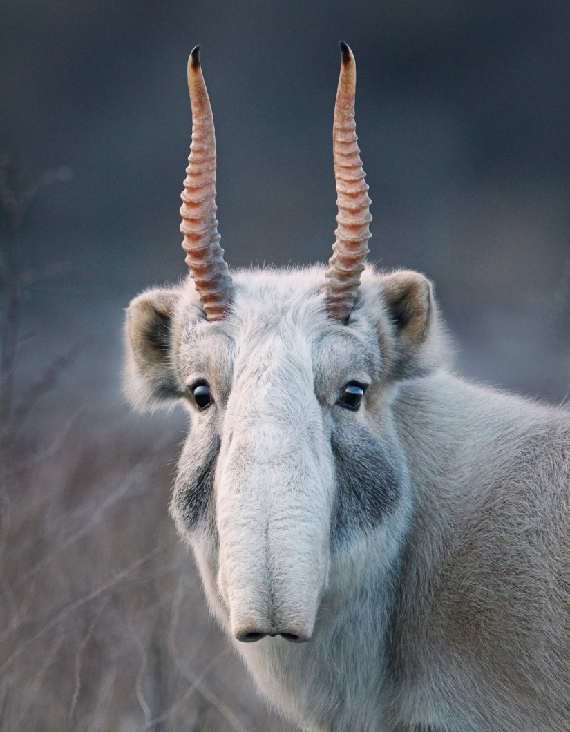 Stunning photos of critically endangered animals