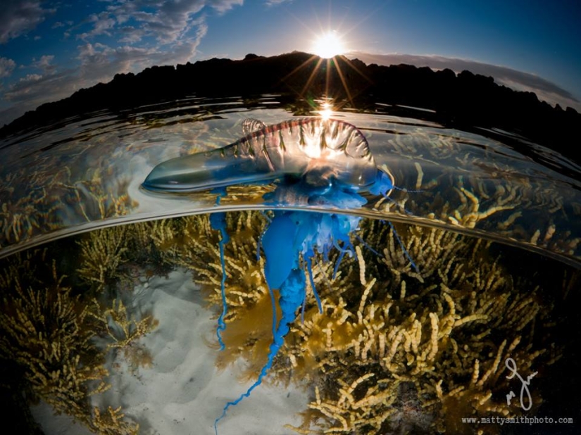 Stunning photos taken simultaneously above and below the water