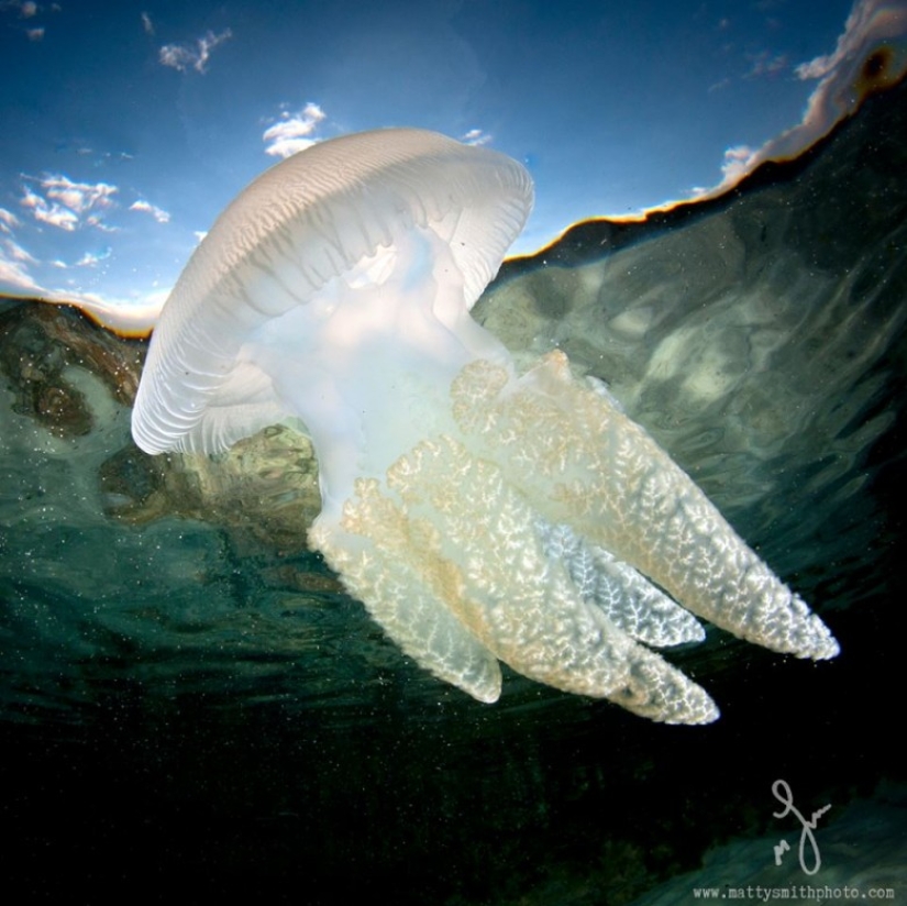 Stunning photos taken simultaneously above and below the water