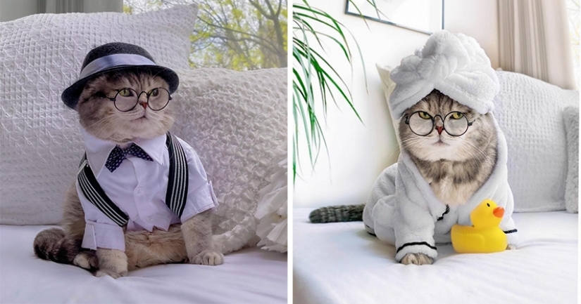 Stylish cat Benson: transformation from a homeless ragamuffin into a star of social networks